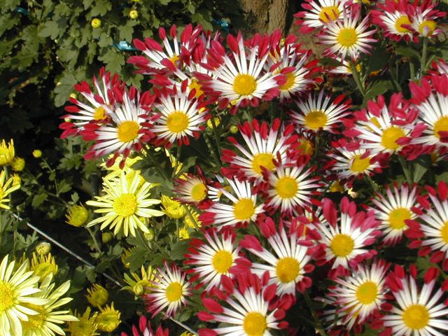 �������܂̔_�Ƃ̂����