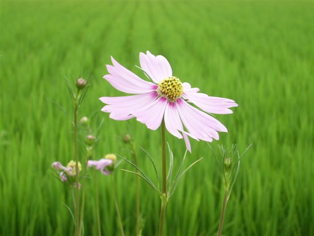 �䂪�Ƃ̉ԂO�S�D�V���Q�S-�Q�T�� 025